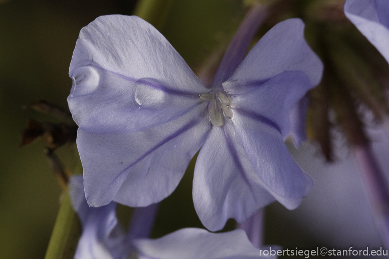 plumbago